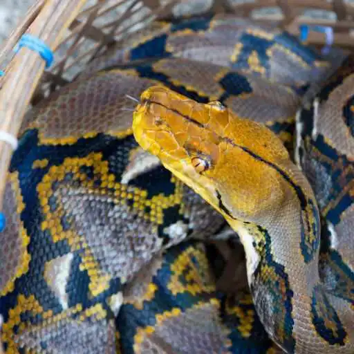 Play Reticulated Python Wallpaper APK