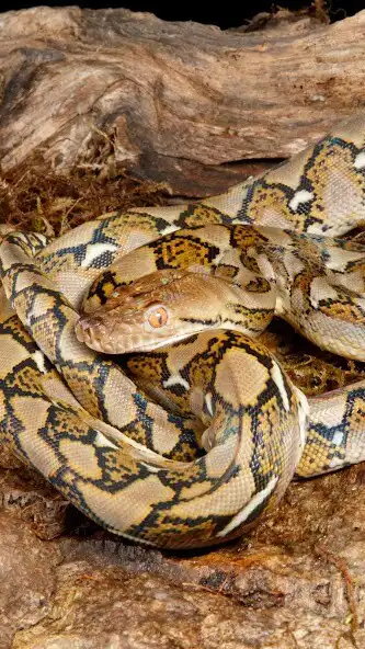 Play Reticulated Python Wallpaper  and enjoy Reticulated Python Wallpaper with UptoPlay
