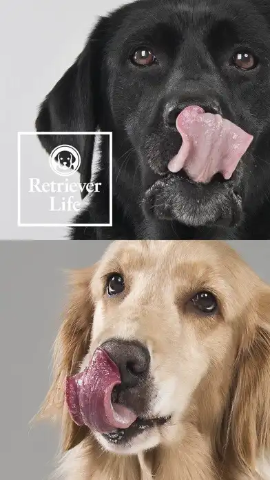 Play Retriever Life（レトリーバーライフ）  and enjoy Retriever Life（レトリーバーライフ） with UptoPlay