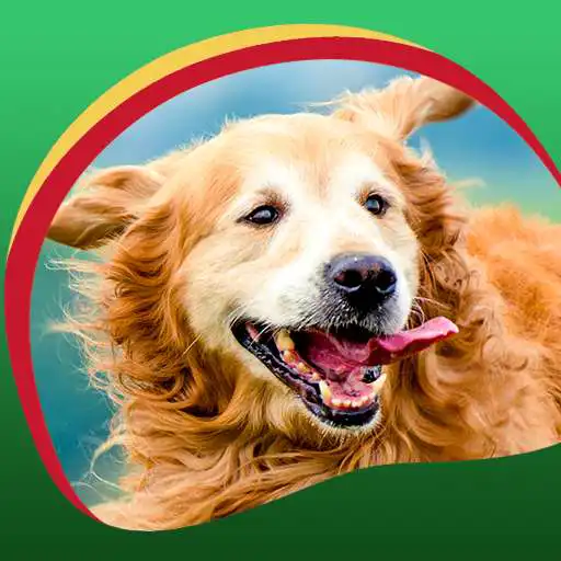 Free play online Retriever Live Wallpapers  APK