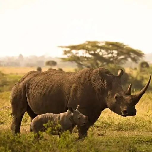 Free play online Rhinoceros Sounds APK Free play online Rhinoceros Sounds APK