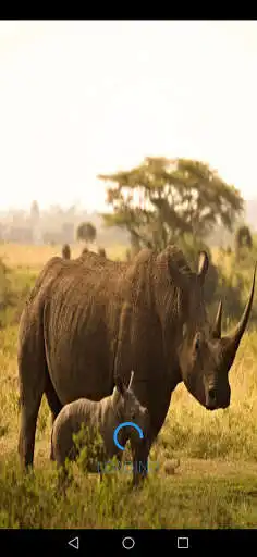 Play Rhinoceros Sounds