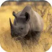Free play online Rhino. Nature Wallpapers APK