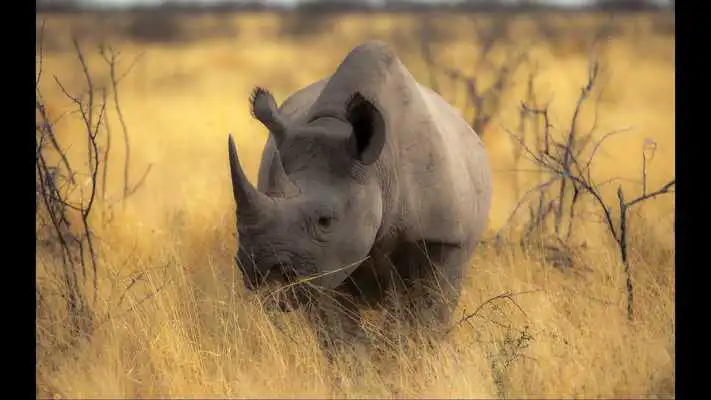 Play Rhino. Nature Wallpapers