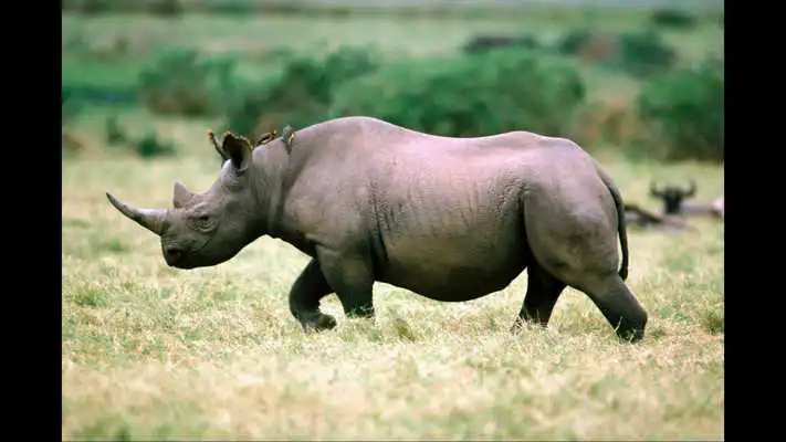Play Rhino. Nature Wallpapers