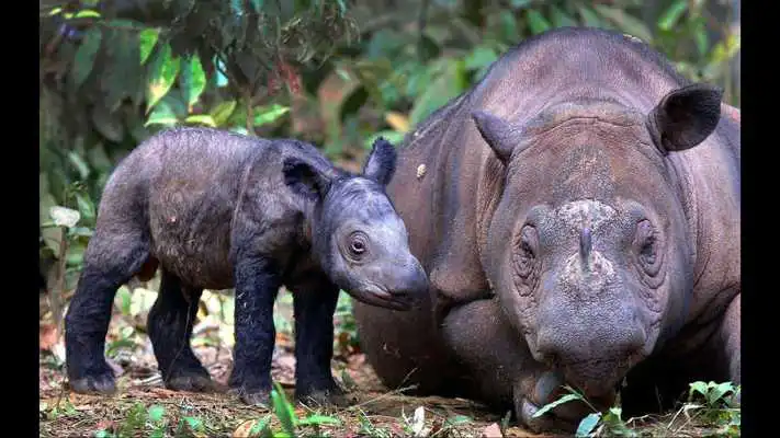Play Rhino. Nature Wallpapers