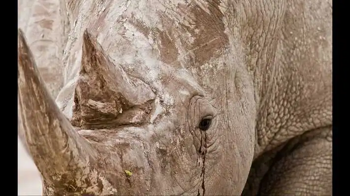 Play Rhino. Nature Wallpapers