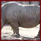 Free play online Rhinos wallpapers APK