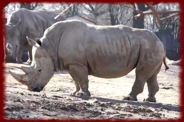 Play Rhinos wallpapers