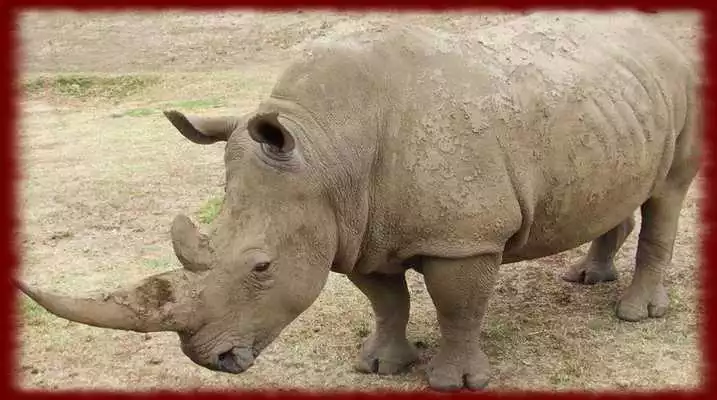 Play Rhinos wallpapers