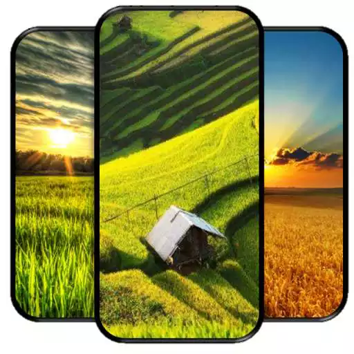Play Rice Field Wallpapers APK Play Rice Field Wallpapers APK