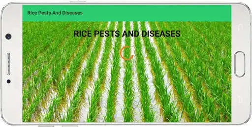 Play Rice Pests And Diseases  and enjoy Rice Pests And Diseases with UptoPlay