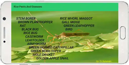 Play Rice Pests And Diseases as an online game Rice Pests And Diseases with UptoPlay