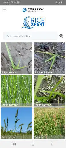 Play RiceXpert France  and enjoy RiceXpert France with UptoPlay