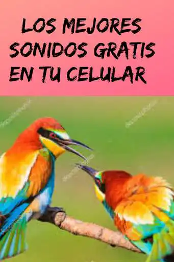 Play Ringtones and Sounds of Birds, Free Birdsong.  and enjoy Ringtones and Sounds of Birds, Free Birdsong. with UptoPlay