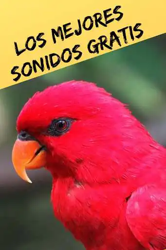 Play Ringtones and Sounds of Birds, Free Birdsong. as an online game Ringtones and Sounds of Birds, Free Birdsong. with UptoPlay