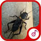Free play online Ringtones Suara Jangkrik APK