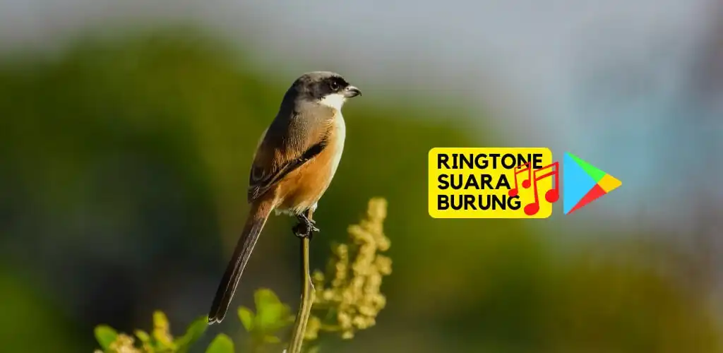 Play Ringtone Suara Kicau Burung and enjoy Ringtone Suara Kicau Burung with UptoPlay Play Ringtone Suara Kicau Burung and enjoy Ringtone Suara Kicau Burung with UptoPlay