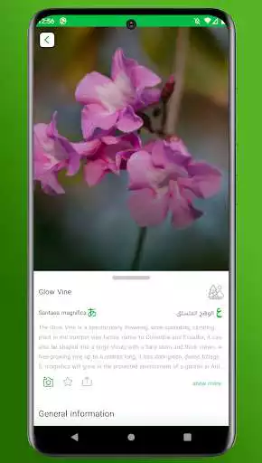 Play Riyadh Plants as an online game Riyadh Plants with UptoPlay