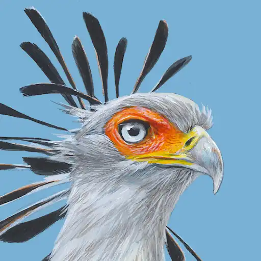 Play Roberts Bird Guide 2 APK Play Roberts Bird Guide 2 APK
