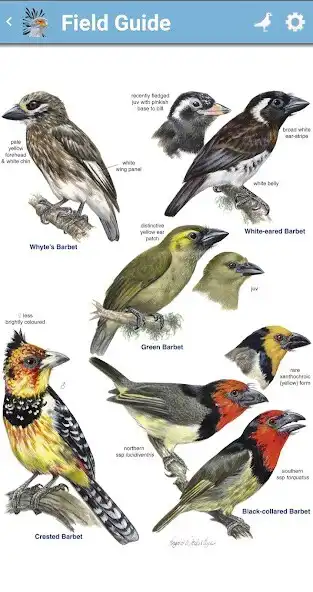 Play Roberts Bird Guide 2 as an online game Roberts Bird Guide 2 with UptoPlay