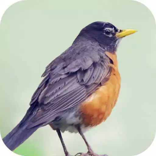 Free play online Robin Bird Sounds APK Free play online Robin Bird Sounds APK