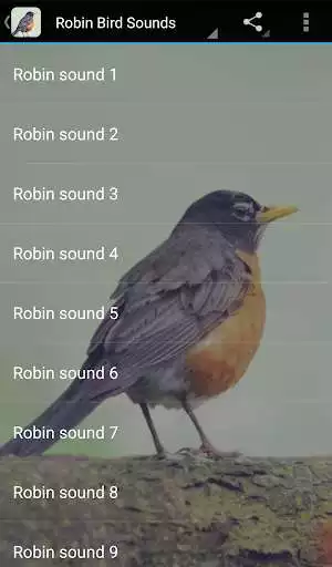 Play Robin Bird Sounds