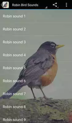 Play Robin Bird Sounds