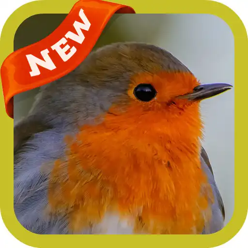 Play Robin Wallpaper APK