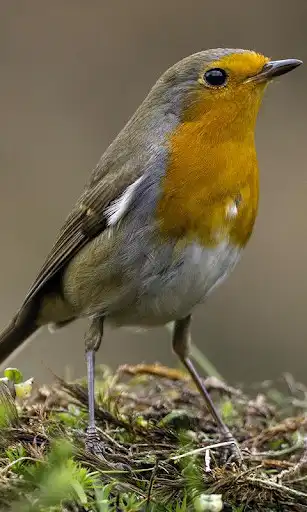 Play Robin Wallpaper and enjoy Robin Wallpaper with UptoPlay Play Robin Wallpaper and enjoy Robin Wallpaper with UptoPlay