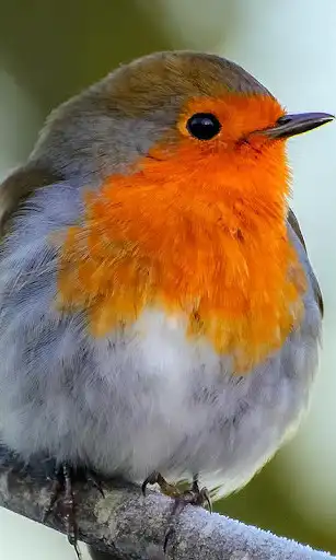 Play Robin Wallpaper as an online game online Robin Wallpaper with UptoPlay com.robin.wallpaper.freehdimages.robinphoto.bestpicture Play Robin Wallpaper as an online game Robin Wallpaper with UptoPlay