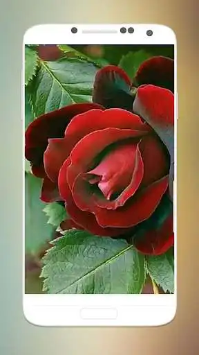 Play Romantic Love flowers  and enjoy Romantic Love flowers with UptoPlay