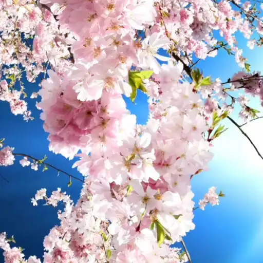 Play Romantic Sakura Wallpaper Pro APK Play Romantic Sakura Wallpaper Pro APK