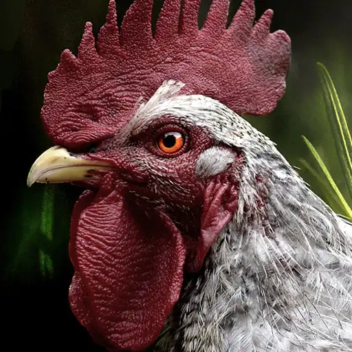 Play Rooster and hen sounds APK Play Rooster and hen sounds APK