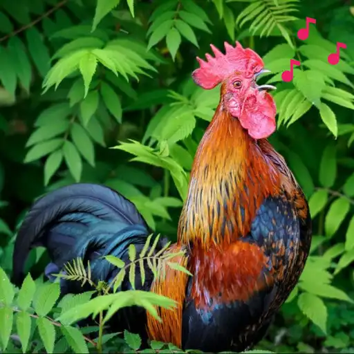 Play Rooster Calling and Crowing APK