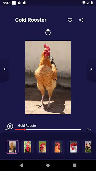 Play Rooster Calling and Crowing  and enjoy Rooster Calling and Crowing with UptoPlay