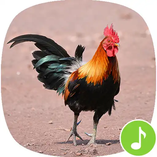 Play Rooster Sound Ringtones APK