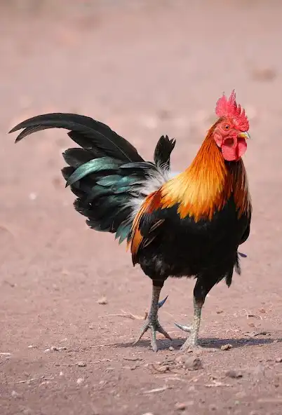 Play Rooster Sound Ringtones and enjoy Rooster Sound Ringtones with UptoPlay Play Rooster Sound Ringtones and enjoy Rooster Sound Ringtones with UptoPlay