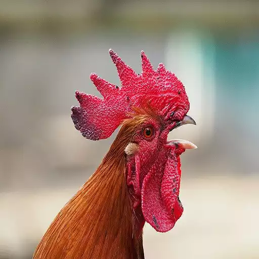 Play Rooster Sounds APK Play Rooster Sounds APK