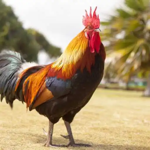 Play Rooster Wallpaper APK