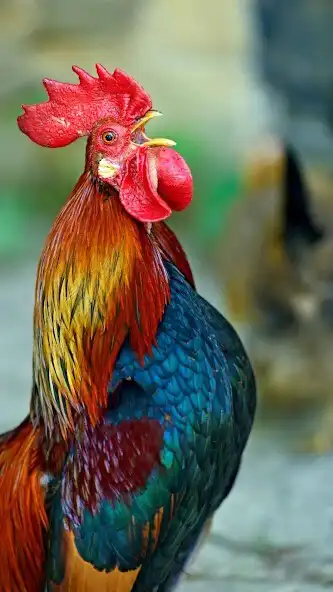 Play Rooster Wallpaper  and enjoy Rooster Wallpaper with UptoPlay