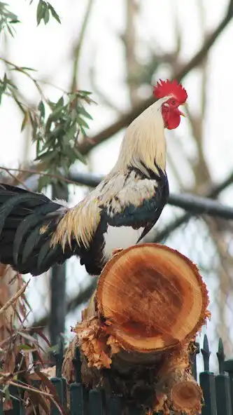Play Rooster Wallpaper as an online game Rooster Wallpaper with UptoPlay