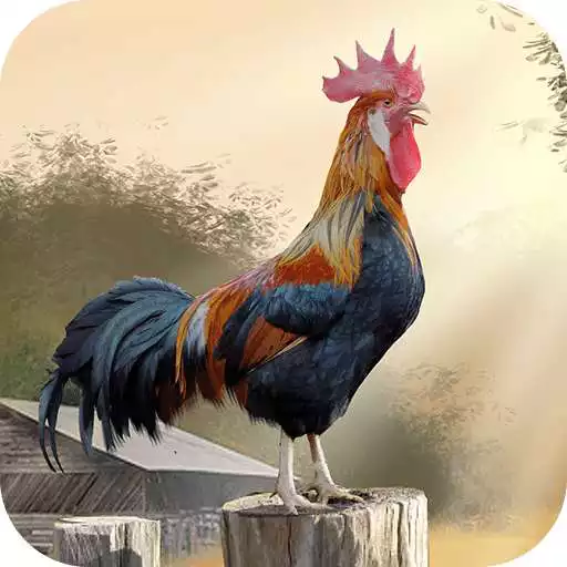 Free play online Rooster Wallpapers APK Free play online Rooster Wallpapers APK