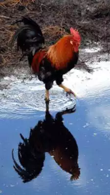Play Rooster Wallpapers