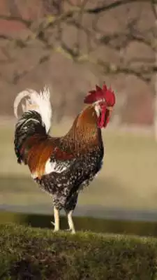 Play Rooster Wallpapers