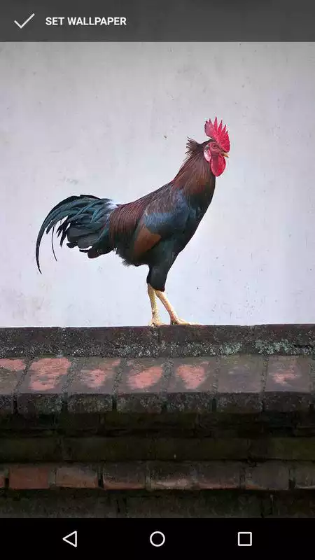 Play Rooster Wallpapers
