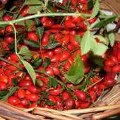 Free play online Rosa Canina Jigsaw Puzzles APK Free play online Rosa Canina Jigsaw Puzzles APK