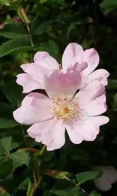 Play Rosa Canina Jigsaw Puzzles