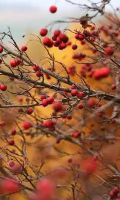 Play Rosa Canina Jigsaw Puzzles
