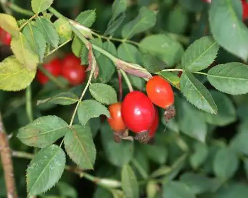 Play Rosa Canina Jigsaw Puzzles
